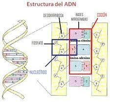 Compocision genetica del ADN