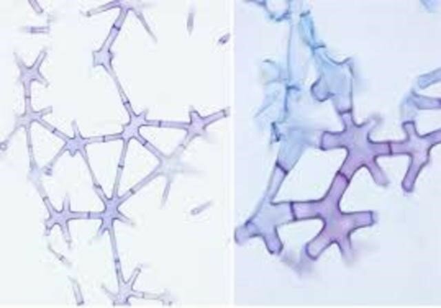 N. Grew y M. Malpighi