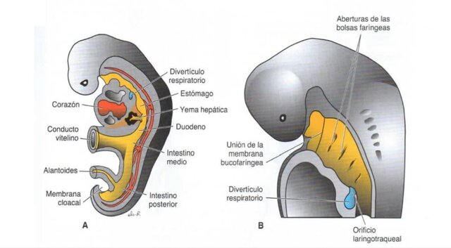 4s- Formación de las yemas pulmonares por el divertículo respiratorio