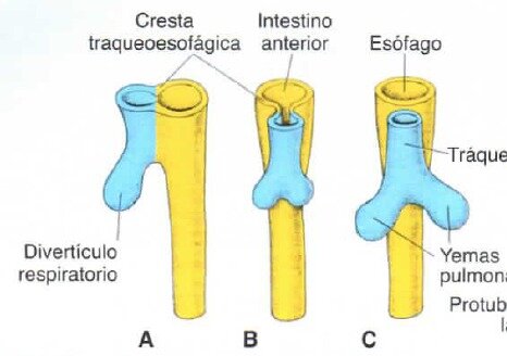 4s- crestas traqueoesofágicas, la separan del intestino anterior.