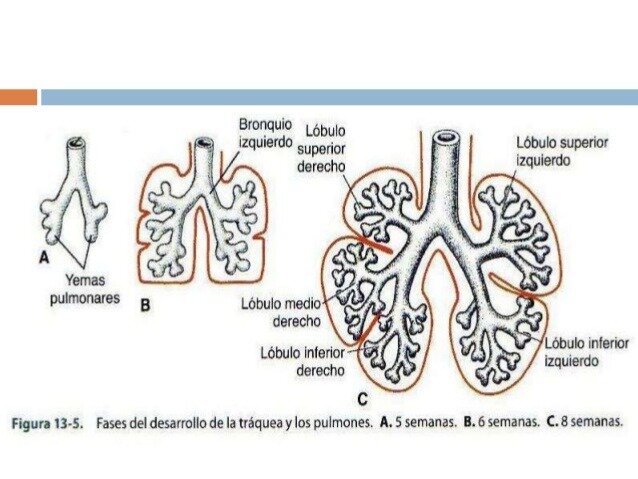 4s- formación de los bronquios y división de los lóbulos