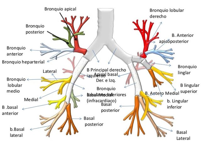 12- 24 subdivisiones de bronquios.