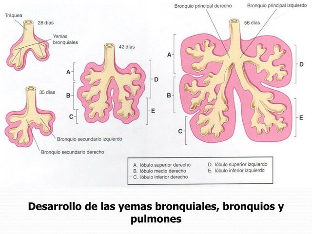5s- yemas se ensancha para constituir los bronquios primarios derecho e izquierdo