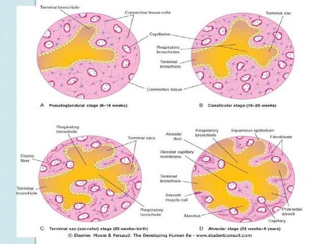 Fase pseudoglandular (5-16 semanas)