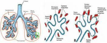 6s- Formación de los bronquios terminales, se abre la ranura laringotraqueal, el corazón y los pulmones descienden a nivel de tórax.
