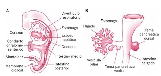 7s- El alargamiento del hígado detiene el descenso del corazón y pulmones