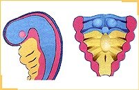 10- La ranura laringotraqueal toma forma de T.