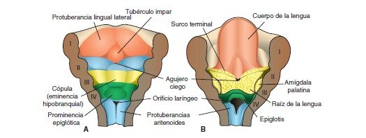 11- los dos arcos se transforma en los cartílagos tiroides, cricoides y aritenoides