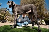 Tallest dog ever