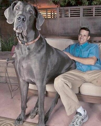 Tallest dog ever