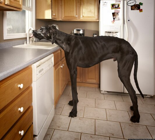 Tallest dog ever