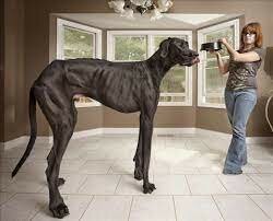 Tallest dog ever