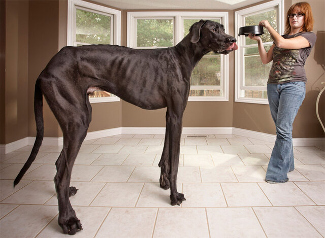 Tallest dog ever (2013)