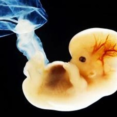 Timeline: EL PROCÉS EMBRIONARI