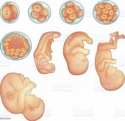 ¿Com és fa el procés embrionari?