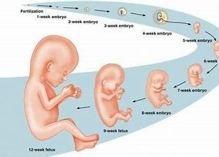 ¿Que pasa en el procés embrionari?