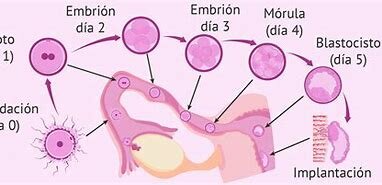 ¿Que es produeix en la fase embrionaria?
