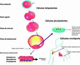¿Com es desenvolupa la cèl·lula embrionaria?