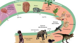 Timeline: EONS GEOLÒGICS PAULA