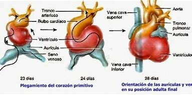 ¿Com és el cor embrionari?