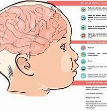 ¿Com és el cerbell de l'embrió?