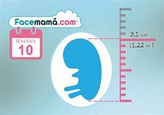 ¿Que dura l'embrió humà?