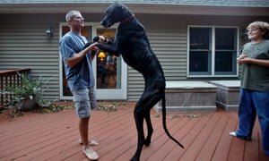 Tallest dog ever