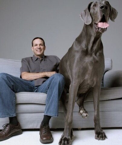 Tallest dog ever