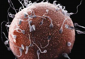 PETIT VIDEO DE FEUNDACIÓ Y FORMACIÓ DEL BEBE