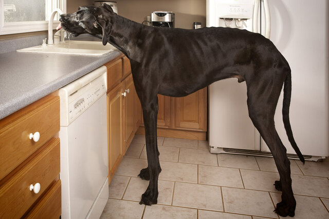Tallest dog ever
