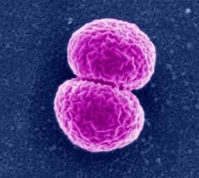 Vacuna contra el meningococo B.