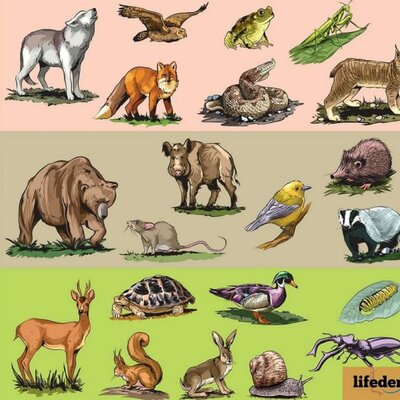 Timeline: Conceptos sobre la clasificación de animales según su alimento.