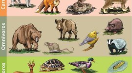 Timeline: Conceptos sobre la clasificación de animales según su alimento.