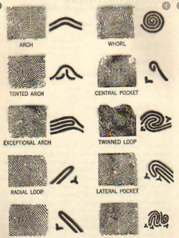 Criminal Fingerprinting