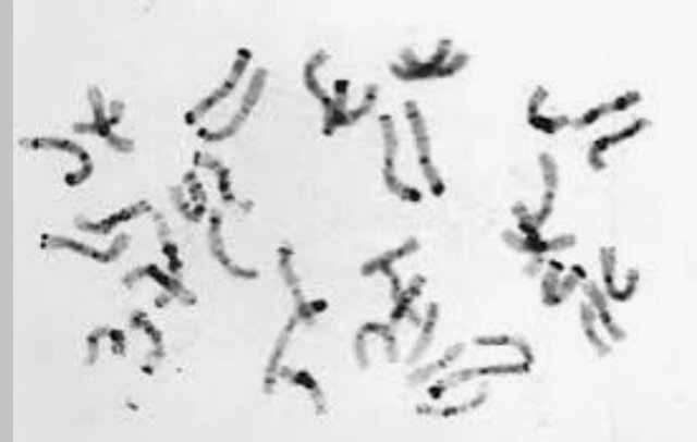 Descubrimiento de los Cromosomas