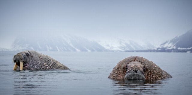 Globalización ambiental