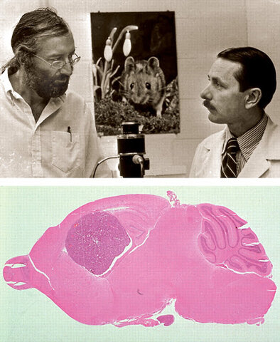 Se obtiene el primer animal transgénico.