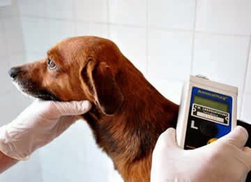 Microchips for Animals