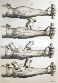 El descobriment de la circulació sanguínia