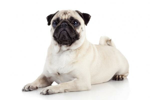 Cuando aprendí a educar un perro (Toby)