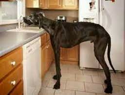Tallest dog ever
