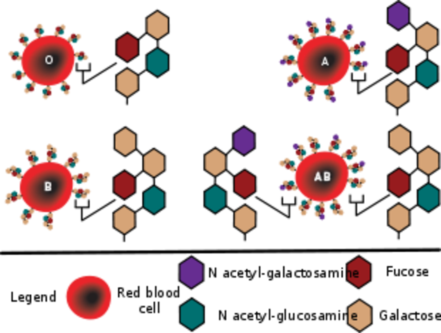 A, B. AB. O Blood Types Discovered