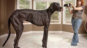 Tallest dog ever