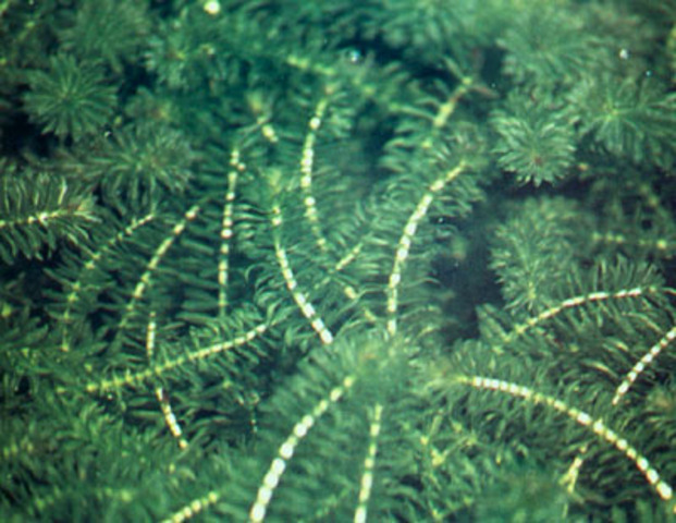 Invasión de Hydrilla Verticillata