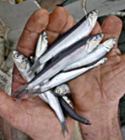 Veda de manjúa canche