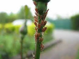 Dos insecticidas naturales