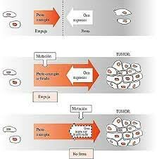 Se descubre el primer gen supresor de tumores.