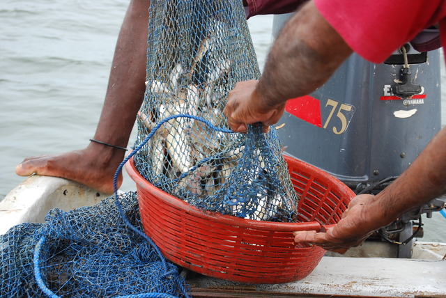 Se pescó 12 Tm. de camarón.
