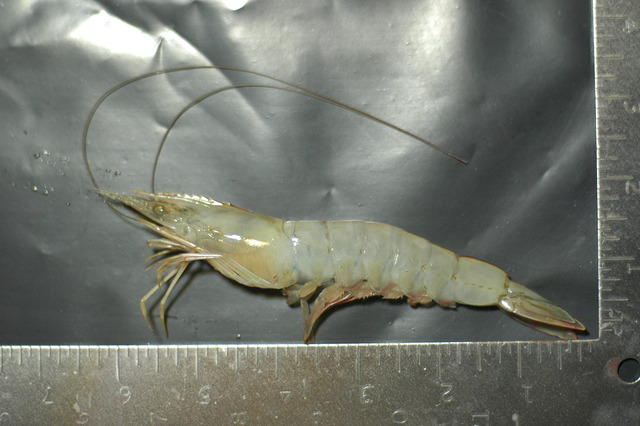 Establecimiento de una veda