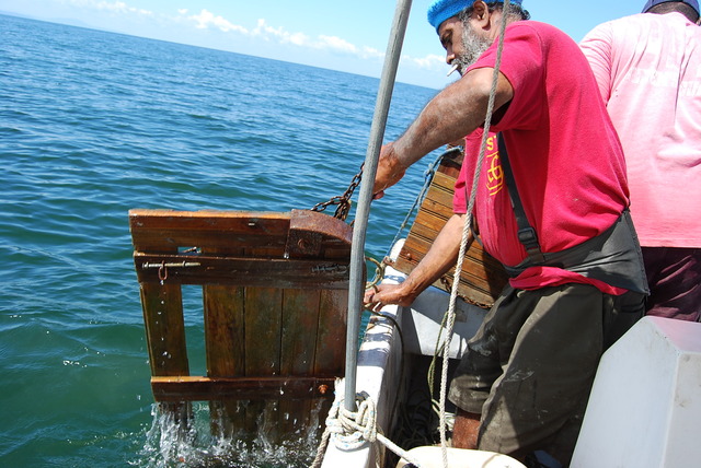 FUNDAECO reporta que el recurso puede encontrarse con problemas de sobre pesca.